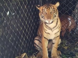 Dara, Harimau yang Ditangkap di Subulussalam Dilepas ke TN Gunung Leuser