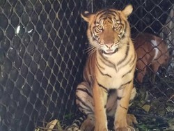 Dara, Harimau yang Ditangkap di Subulussalam Dilepas ke TN Gunung Leuser