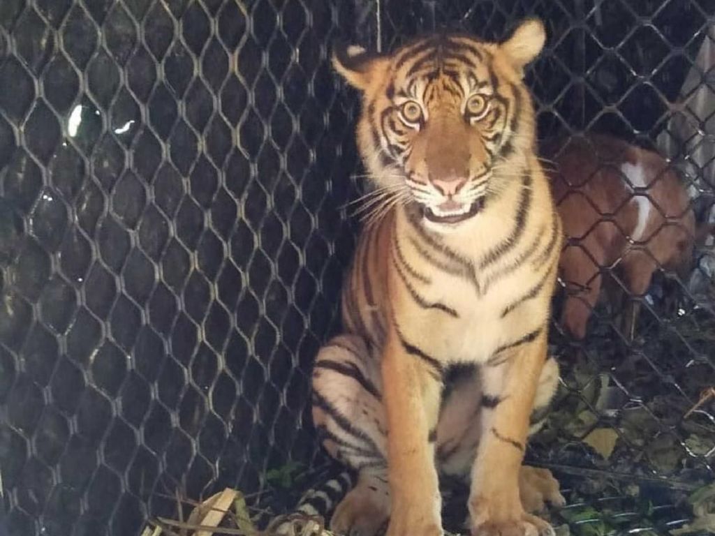 Dara, Harimau yang Ditangkap di Subulussalam Dilepas ke TN Gunung Leuser Dara, Harimau yang Ditangkap di Subulussalam Dilepas ke TN Gunung Leuser