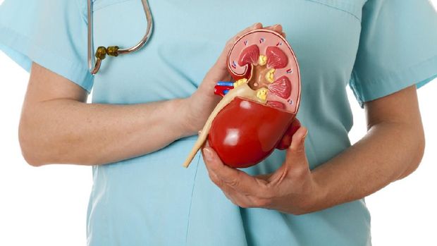 Nurse with stethoscope holding anatomical model of healthy human kidney. White background.