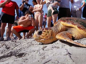 Ilmuwan Ungkap Mengapa Penyu Menyantap Sampah Plastik di Laut