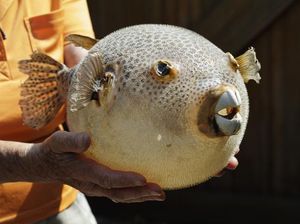 Ayah-Anak Tewas Makan Ikan Buntal, Ahli: 1.000 Kali Mematikan dari Sianida Ayah-Anak Tewas Makan Ikan Buntal, Ahli: 1.000 Kali Mematikan dari Sianida