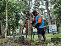 Ada 700 Ribu Hektare Hutan di Sumsel Kritis, KLHK Reboisasi-Bagikan Bibit