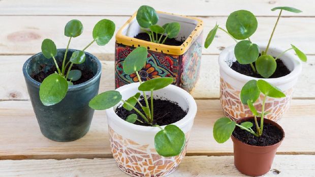 Pilea baby. Pilea peperomioides, money plant in the pot. Isolated. Wooden background.