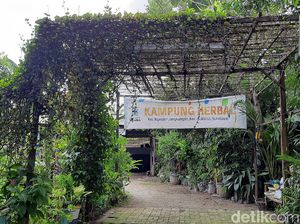 Kampung Herbal di Surabaya Punya Tanaman Empon-empon Komplit, Intip Yuk Kampung Herbal di Surabaya Punya Tanaman Empon-empon Komplit, Intip Yuk