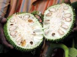 Dampak Virus Corona, Harga Nangka Muda Lebih Mahal Dari Ayam