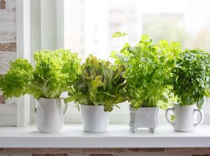 5 Tanaman yang Cocok Ada di Dapur Kamu