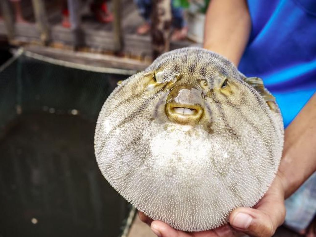 Ikan Buntal Beracun Justru Jadi Sajian Mewah di Jepang