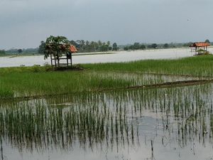 Puluhan Hektare Sawah di Pangandaran Terendam Banjir