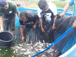 KKP Optimistis Konsumsi Ikan Bioflok Bisa Turunkan Stunting