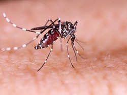 Kebiasaan New Normal COVID-19 Sejalan dengan Pencegahan DBD