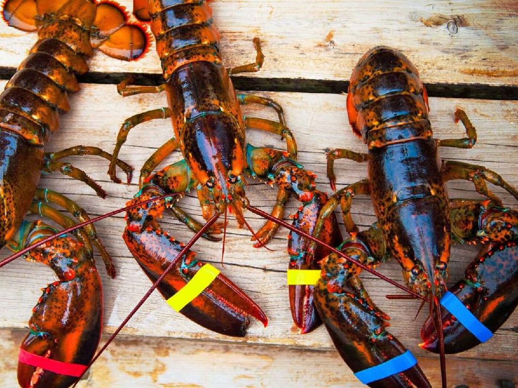 Imbas Virus Corona, Harga Lobster Turun Drastis