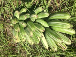 Pisang Varigata, Pisang Unik dan Cantik yang Dipamerkan Rachel Vennya
