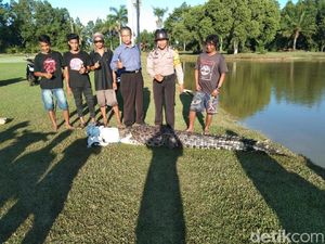 4 Caddy Tangkap Buaya Muara 4 Meter di Lapangan Golf Bontang Kaltim
