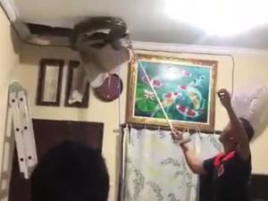 Dengar Bunyi Mendesis, Warga Bali Dikagetkan Piton 5 Meter di Plafon Rumah