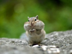 Hari Binatang Sedunia 4 Oktober: Sejarah dan Link Twibbon