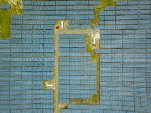 Menengok Kebun Matahari Terbesar di RI