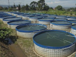 KKP Buat Sistem Pembenihan Nila Skala Rumah Tangga, Ini Untungnya