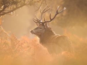 Lebih Berat Mana, Seluruh Manusia atau Seluruh Mamalia Liar di Dunia?