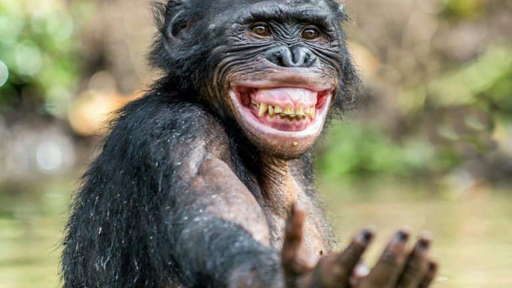 Mungkin Begini Ekspresi Kamu Jika Diwakili Hewan Lucu Mungkin Begini Ekspresi Kamu Jika Diwakili Hewan Lucu