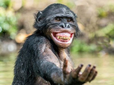 Mungkin Begini Ekspresi Kamu Jika Diwakili Hewan Lucu