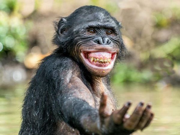 Mungkin Begini Ekspresi Kamu Jika Diwakili Hewan Lucu