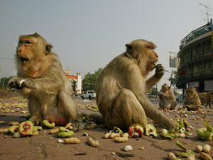 Monyet-monyet di Lopburi Kembali Ganggu Warga, Kini Masuk Toko Monyet-monyet di Lopburi Kembali Ganggu Warga, Kini Masuk Toko
