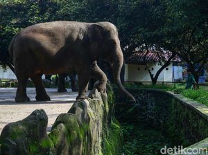 Kebun Binatang Ragunan Ditutup Imbas Corona