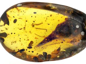Dinosarus Terkecil Terjebak dalam Getah Pohon Berusia 99 Juta Tahun