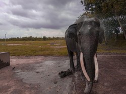 Taman Nasional Waykambas Rumah Gajah di Lampung