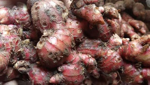 Menangkal Corona Menggunakan Jahe Merah, Apakah Efektif?