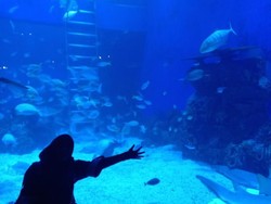 Cuma di Jakarta, Ada Akuarium Cantik Tapi di Dalam Mal