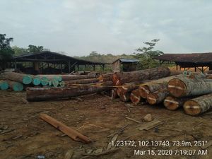 KLHK Tangkap 7 Pelaku Illegal Logging di Sumsel dan Jambi, Cukong Dikejar