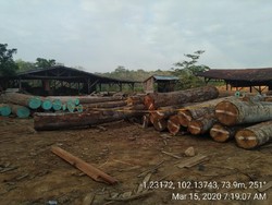 KLHK Tangkap 7 Pelaku Illegal Logging di Sumsel dan Jambi, Cukong Dikejar