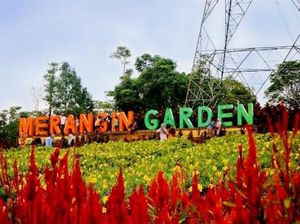 Terpana Merangin Garden yang Penuh Warna