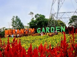 Terpana Merangin Garden yang Penuh Warna
