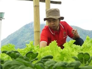 Kisah Petani Muda dari Merbabu yang Sukses Bisnis Sayur Organik
