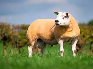 Harganya Bikin Kantong Kering! Ini 5 Hewan Mahal Bernilai Miliaran Rupiah