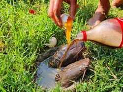 Permen hingga Minuman Soda, Umpan Unik Buat Mancing Ikan Lele