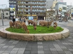 Turis di Jepang Menurun, Rusa Berkeliaran di Jalan Cari Makan