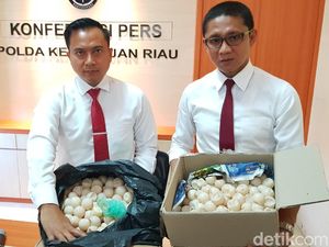 Polisi Tangkap Sindikat Penjual Telur Penyu Hijau ke Singapura-Malaysia