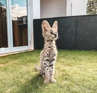 Mengenal Kucing Serval, Kucing Eksotis yang Dipelihara oleh Rachel 