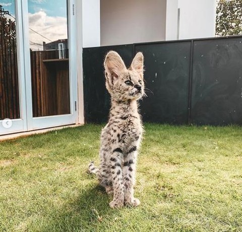 Mengenal Kucing  Serval Kucing  Eksotis yang Dipelihara 