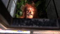 Potret Orangutan yang Berjuang Untuk Hidup