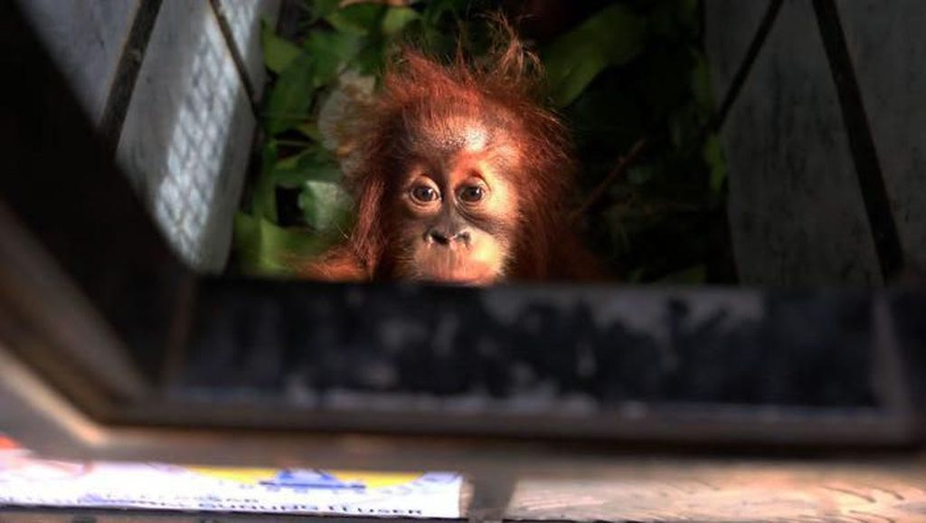 Potret Orangutan yang Berjuang Untuk Hidup