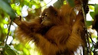 Orang Utan yang Kian Terpinggirkan