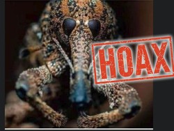 Viral Bentuk Virus Corona Setelah Diperbesar 2.600 Kali, Ini Faktanya