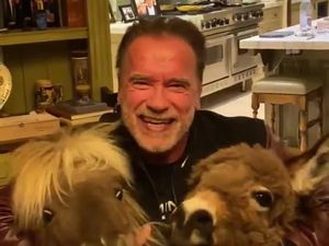 Lawan Corona! Arnold Schwarzenegger Sumbang 1 Juta USD untuk Rumah Sakit