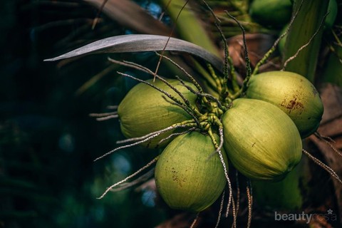 Lihat Manfaat Air Kelapa Ijo Untuk Kecantikan 