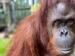Cuci Tangan Pakai Sabun, Orang Utan Ini Banjir Pujian
